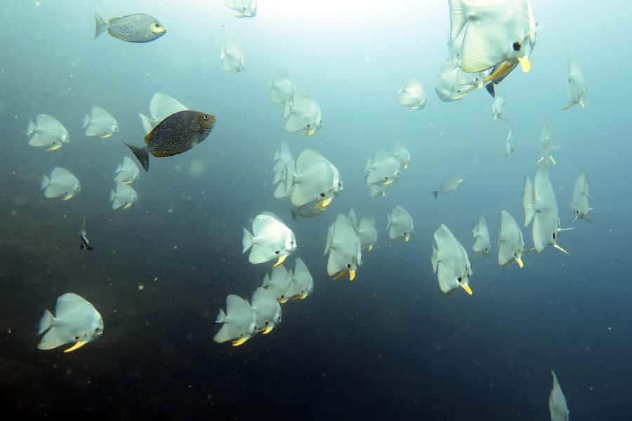 Koh Samui: Day Trip Diving at Sail Rock - Key points at a glance