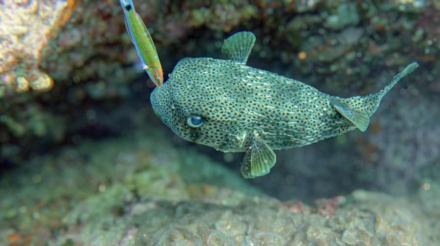 Koh Samui: Day Trip Diving at Sail Rock - The fast catamaran to Hin Bai