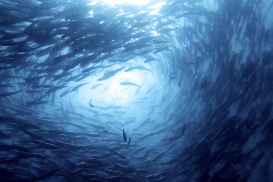 Koh Samui: Day Trip Diving at Sail Rock - Who should book this Sail Rock trip?