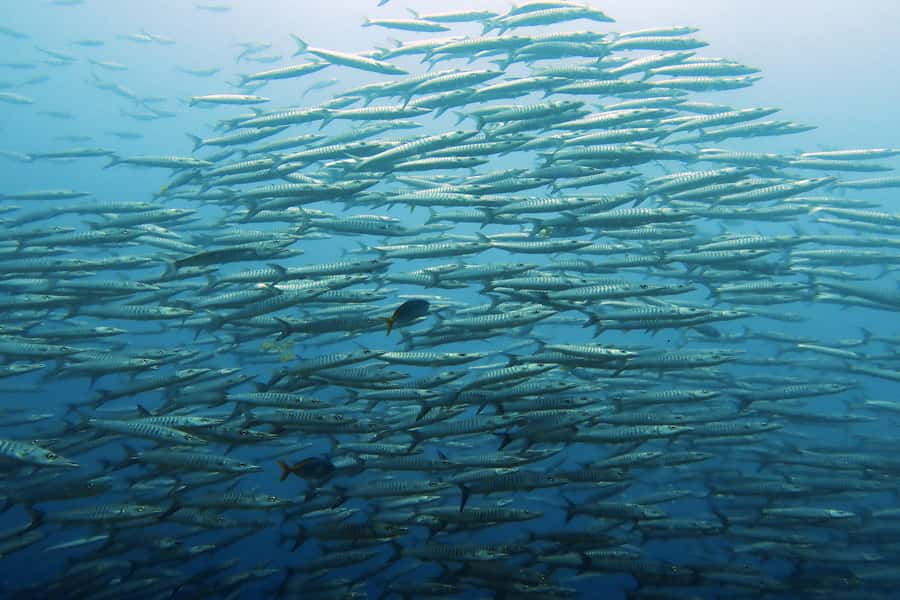 Koh Samui: Day Trip Diving at Sail Rock - The morning pickup from Koh Samui