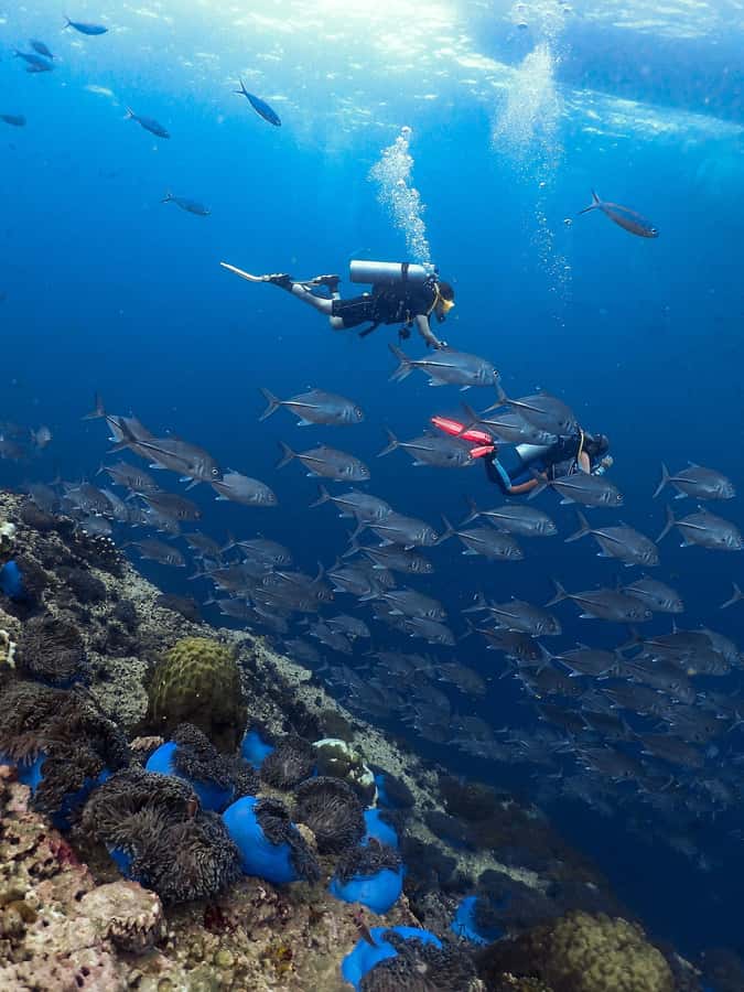 Koh Samui: Discovery Dive to Koh Tao or Sail Rock - A gentle first step below the surface