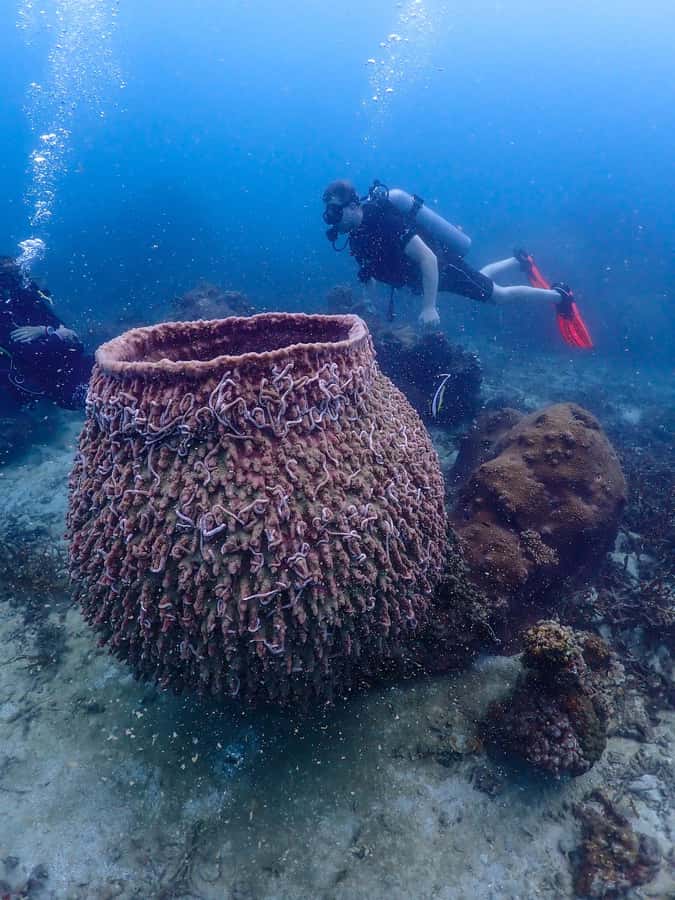 Koh Samui: Dive Tour to Koh Tao - Key points to know
