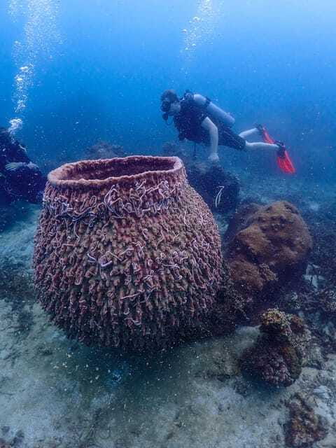 Koh Samui: Dive Tour to Koh Tao - Two sessions, with lunch between them