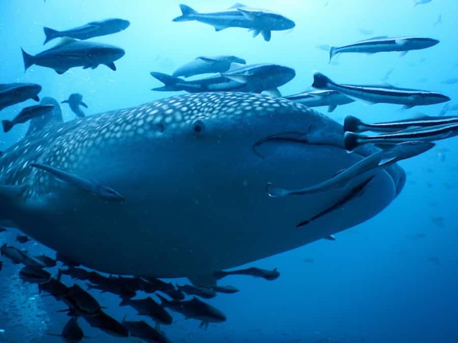 Koh Samui: Dive Tour to Sail Rock - Why Sail Rock is Koh Samui’s big underwater outing