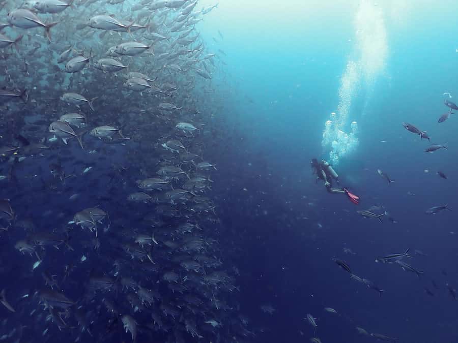 Koh Samui: Dive Tour to Sail Rock - The first descent reveals the site’s shape