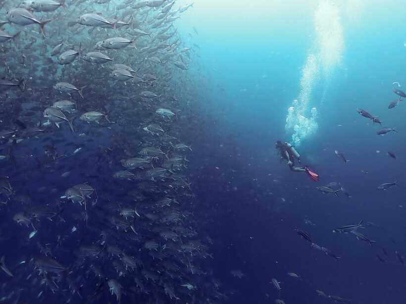Koh Samui: Dive Tour to Sail Rock - The second session gives you another chance at marine life