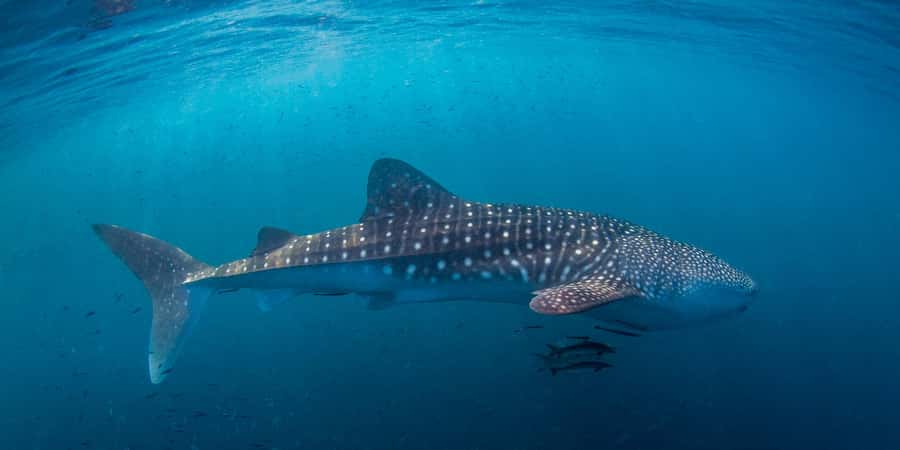Koh Tao: PADI Premium Open Water Diver Course - Who should book this three-day course?