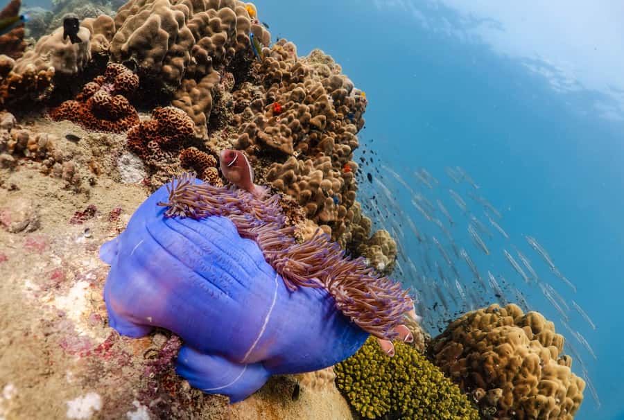 Koh Tao: PADI Premium Open Water Diver Course - Should you book the Ocean Sound PADI course?