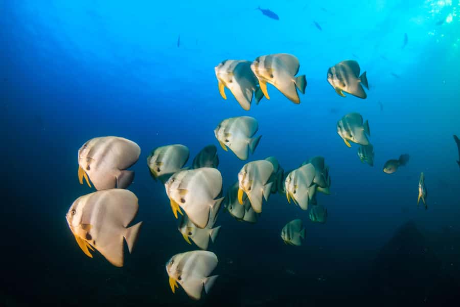 Koh Tao: PADI Premium Open Water Diver Course - The first evening: orientation, equipment, and online study