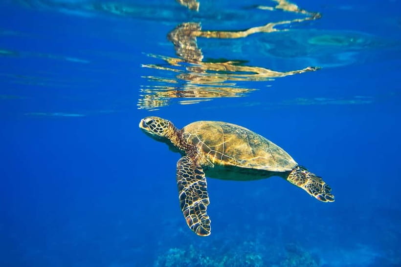 Koh Tao: PADI Try Diving Experience - Key points to know before booking