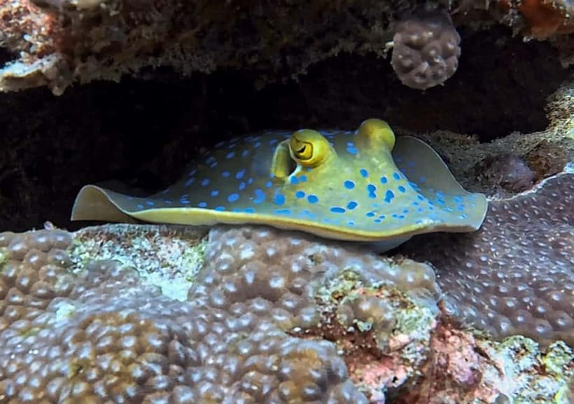 Koh Tao: PADI Try Diving Experience - Shallow-water practice before the boat trip
