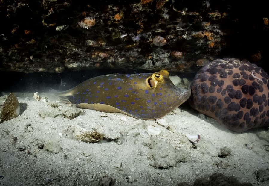 Koh Tao: Private Basic Diver Experience with 2 Dives - A first taste of scuba in Koh Tao