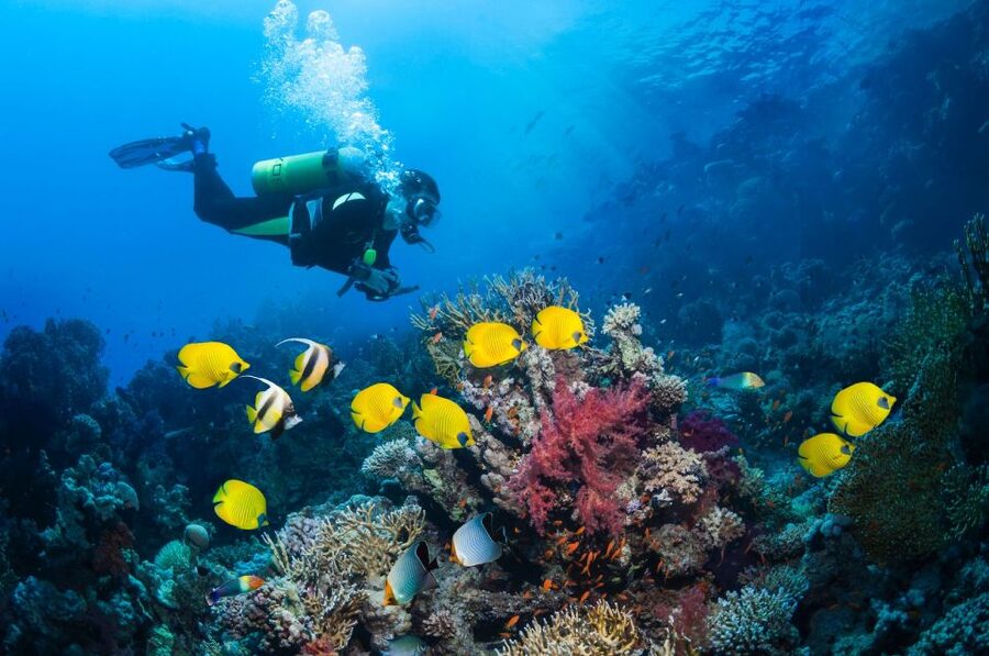 Kusadasi: Scuba Diving for Beginner or Experienced w/ Lunch - Who will enjoy this boat day most