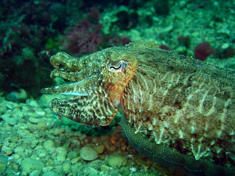 L'Escala: Introductory diving in the Montgri Nature Reserve - What the three-hour outing is really like