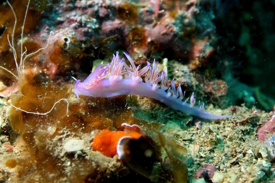 L'Escala: Introductory diving in the Montgri Nature Reserve - Medical permission and age considerations