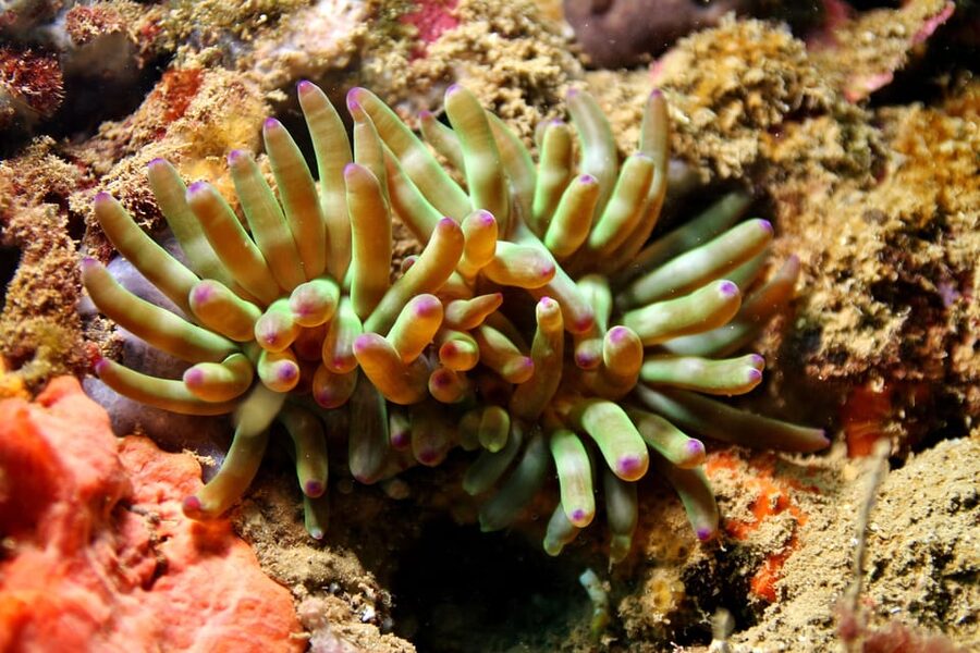 L'Escala: Introductory diving in the Montgri Nature Reserve - Who will get the most from this activity