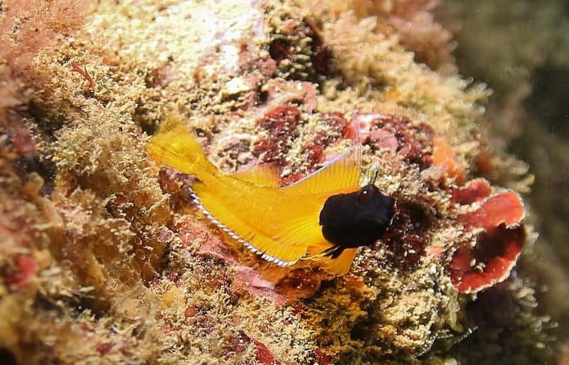 L'Escala: Introductory diving in the Montgri Nature Reserve - Is $106 a fair price?