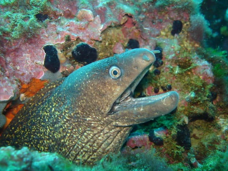 L'Escala: Introductory diving in the Montgri Nature Reserve - The boat ride to Montgrí Natural Park
