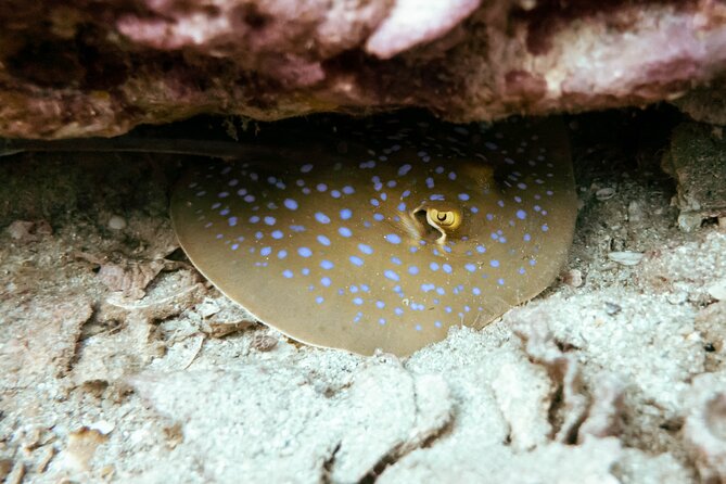 La Bombona Diving Koh Tao Try Dive - What the $96.80 price covers