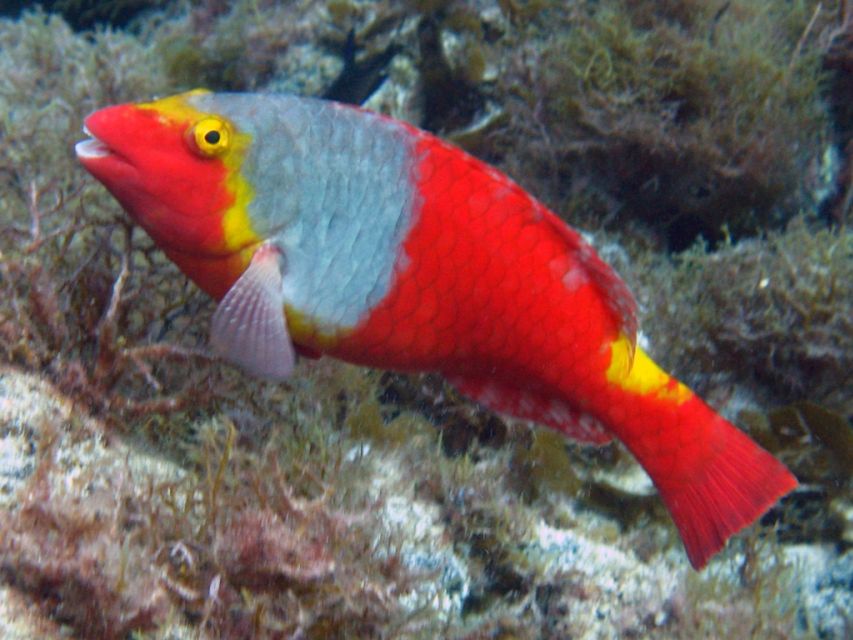 La Palma: SSI Try Scuba Program - Watching La Palma’s sea life at close range