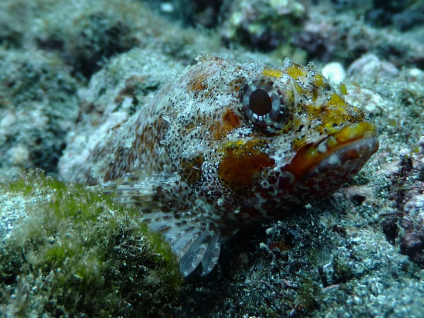 La Palma: SSI Try Scuba Program - What the $88 price includes