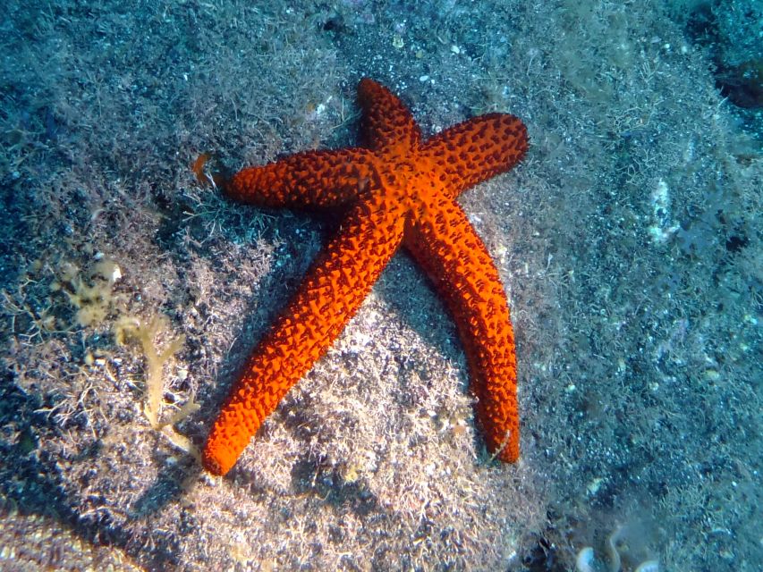 La Palma: SSI Try Scuba Program - Choosing between the 10:00 and 13:00 sessions