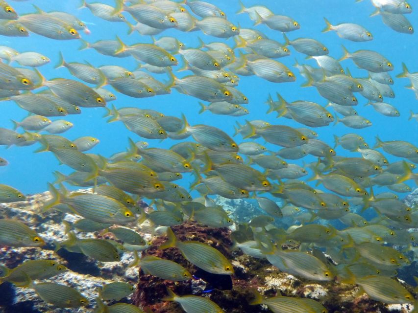 La Palma: SSI Try Scuba Program - Getting comfortable in La Palma’s protected bay