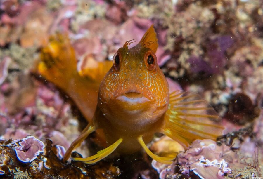 Lagos: Guided Scuba Diving Trip for Beginners - What happens during the 35-minute underwater session