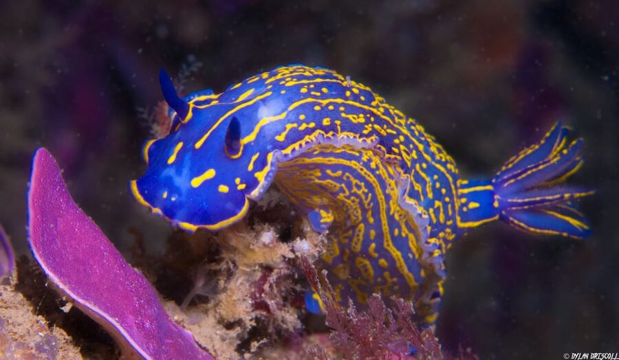 Lagos: Guided Scuba Diving Trip for Beginners - Sea life to watch for along the rocky shore