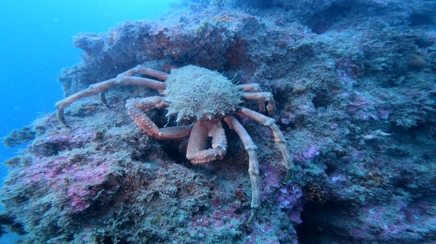 Lagos: Guided Scuba Diving Trip for Beginners - Is $135 a fair price for three hours?
