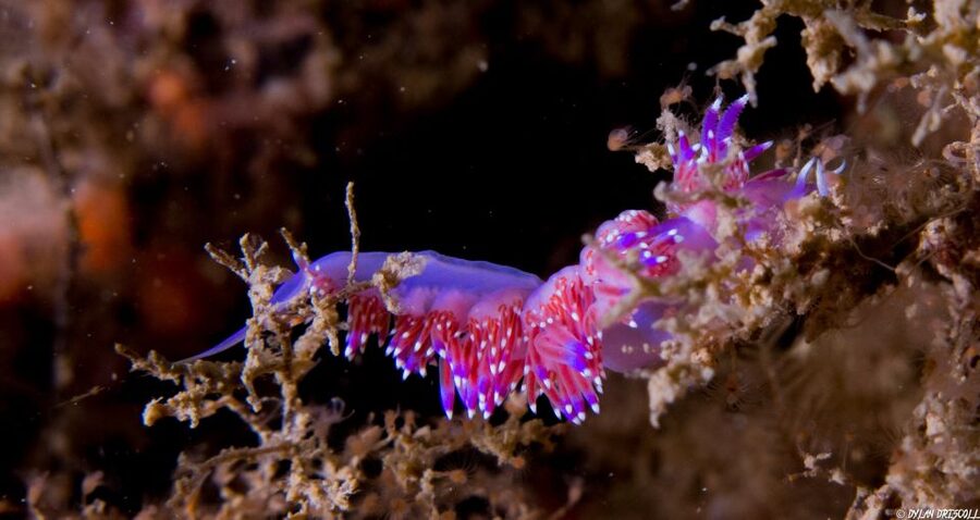 Lagos: Guided Scuba Diving Trip for Beginners - Practical ways to prepare in Lagos