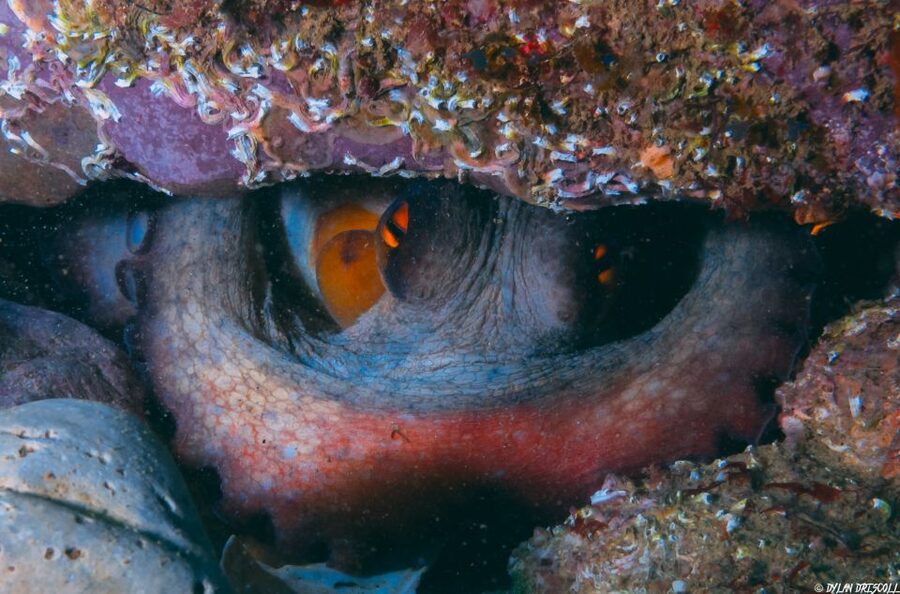 Lagos: Guided Scuba Diving Trip for Beginners - My verdict for a first underwater adventure