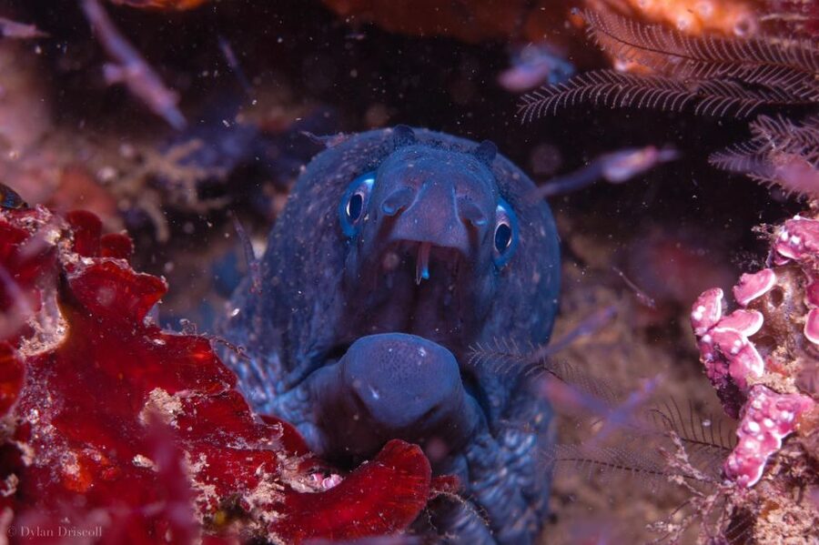 Lagos: Guided Scuba Diving Trip for Beginners - The short boat ride from Lagos marina