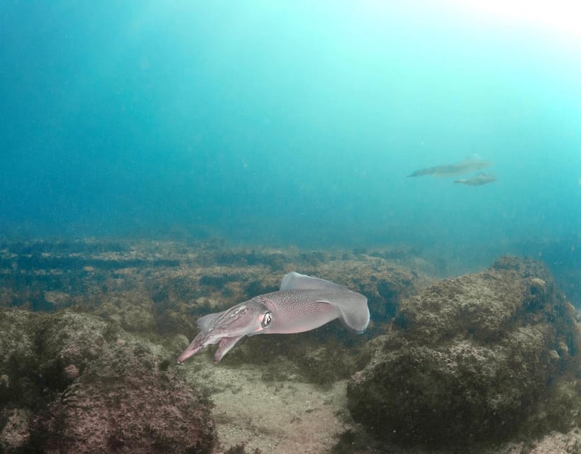 Lagos: Scuba Diving Experience for Beginners - Starting with a pool lesson in Lagos