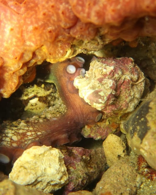 Lagos: Scuba Diving Experience for Beginners - What makes the small group useful