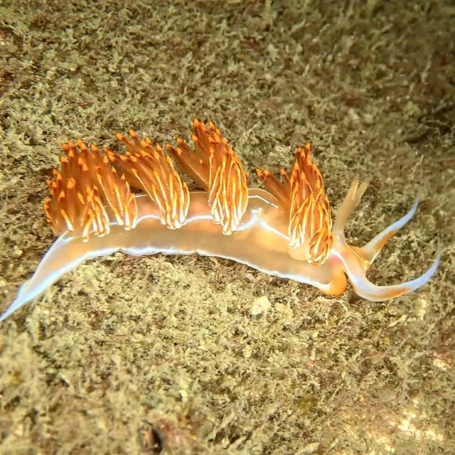 Lagos: Scuba Diving Experience for Beginners - Who should book this experience