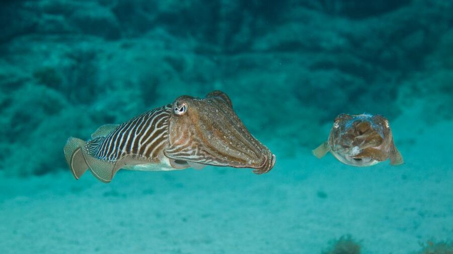 Lanzarote: 2-dive package in Playa Blanca - certified divers - How strong is the experience overall?