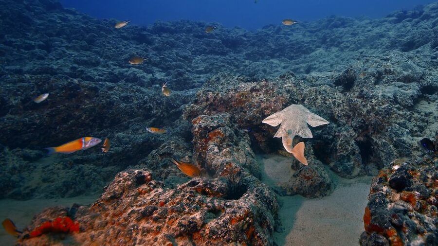 Lanzarote: 2-dive package in Playa Blanca - certified divers - Playa Flamingo, an easy-access reef with plenty to see