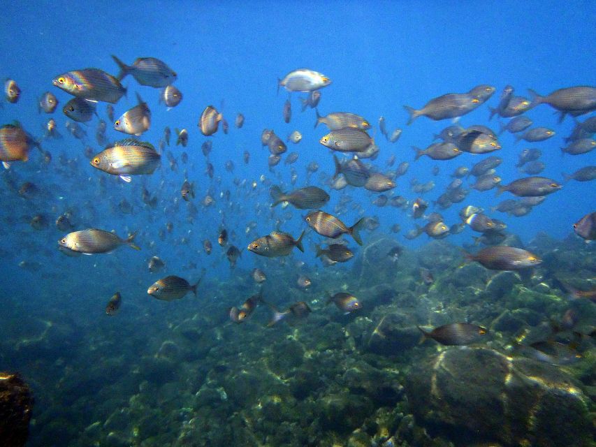 Lanzarote: 2-dive package in Playa Blanca - certified divers - Timanfaya Reef and the gentle route toward Flamingo