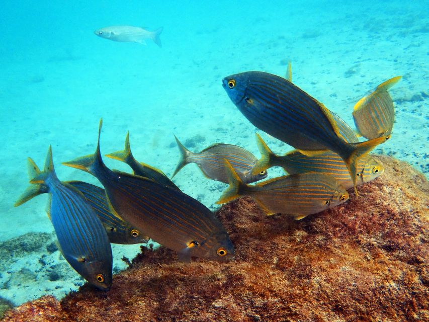 Lanzarote: 2-dive package in Playa Blanca - certified divers - What the $141 price really covers