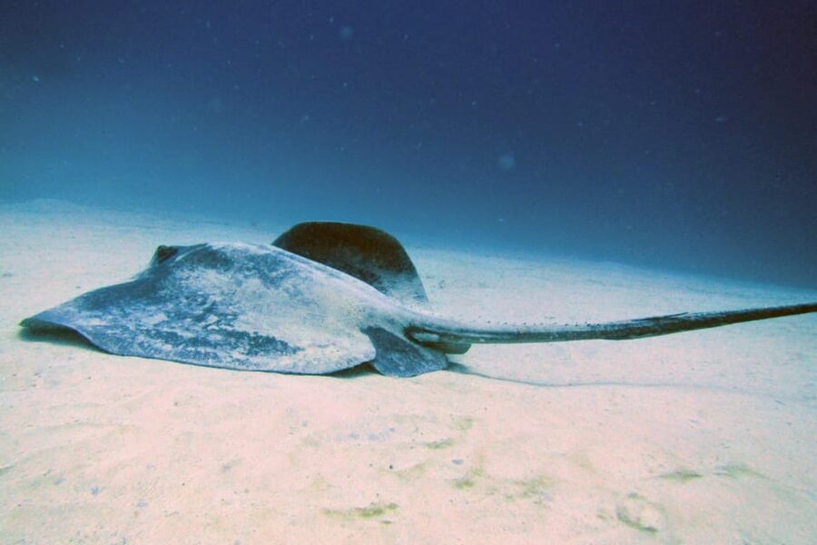 Lanzarote: 2 Guided Dives (Certified Divers Only) - A Lanzarote morning built around two underwater sessions