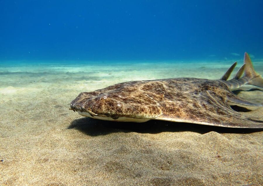 Lanzarote: 2 Guided Dives (Certified Divers Only) - Pickup from Arrecife, Costa Teguise, or Puerto del Carmen