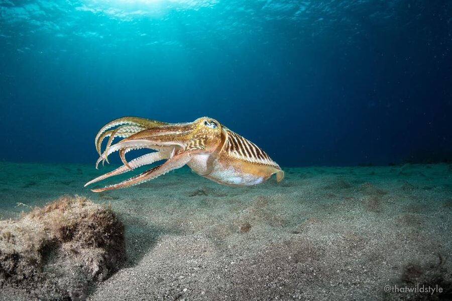 Lanzarote: 2 Guided Dives (Certified Divers Only) - The first 50-minute session