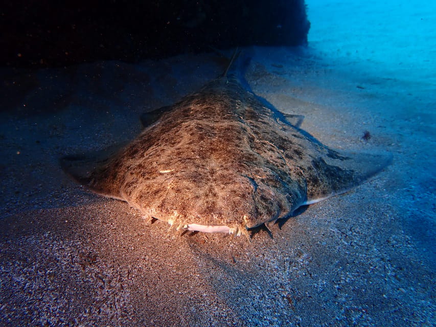 Lanzarote: 2 Guided Dives (Certified Divers Only) - A one-hour break between outings