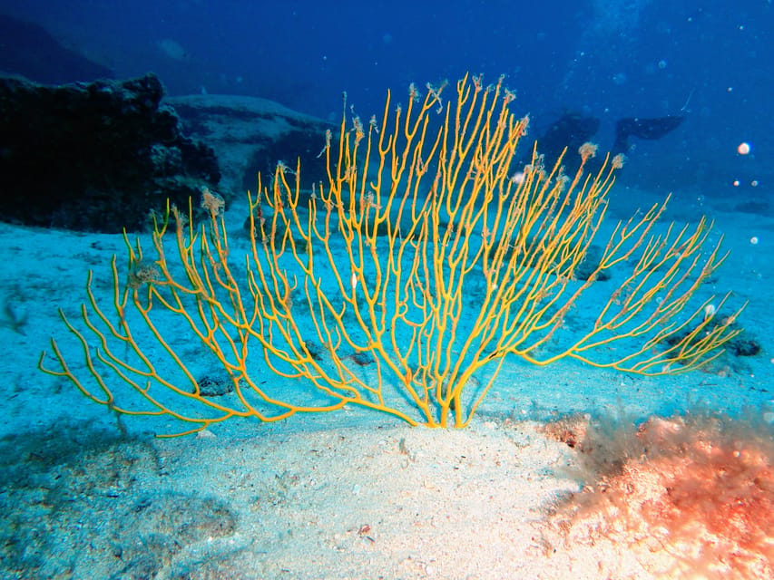 Lanzarote: 2 Guided Dives (Certified Divers Only) - The second 50-minute session