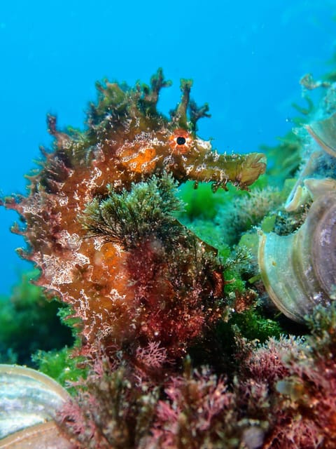 Lanzarote: 2 Guided Dives (Certified Divers Only) - Caves, reefs, wrecks, and the character of the water
