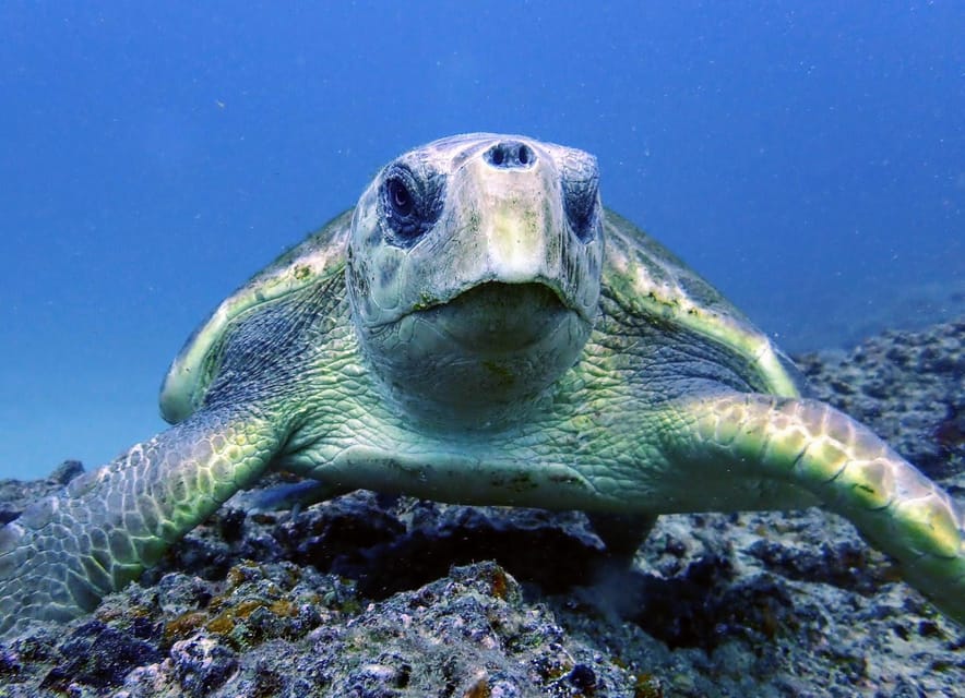 Lanzarote: 2 Guided Dives (Certified Divers Only) - Is $118 a fair price?