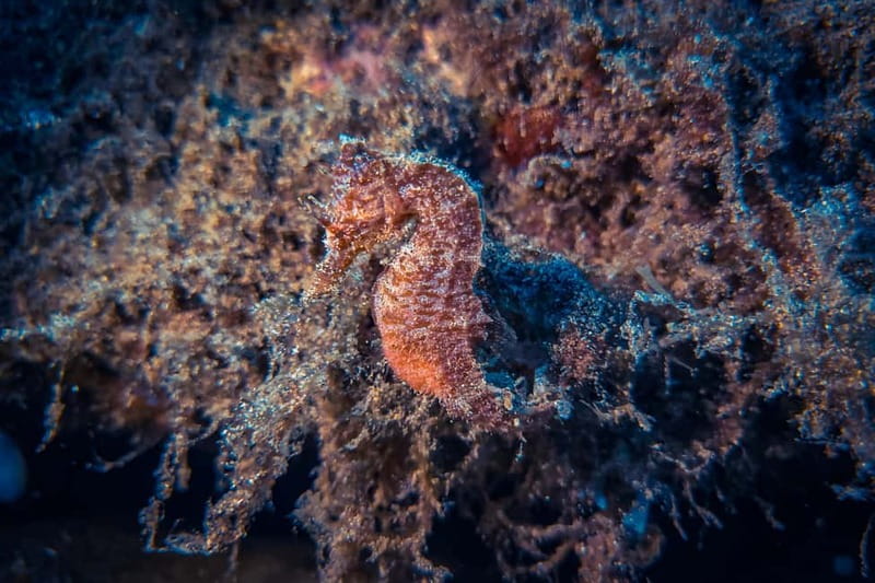 Lanzarote: Beginner Try Scuba Diving Costa Teguise (2 dives) - Why two beginner sessions work better than one