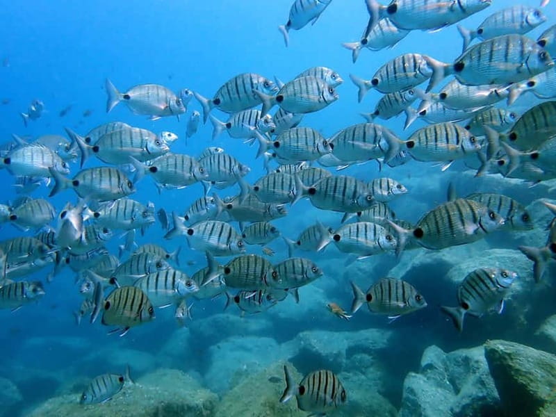 Lanzarote: Beginner Try Scuba Diving Costa Teguise (2 dives) - Should you book it?