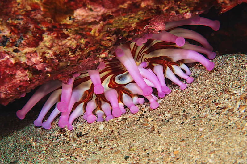 Lanzarote: Beginner Try Scuba Diving Costa Teguise (2 dives) - From pickup to Playa Chica